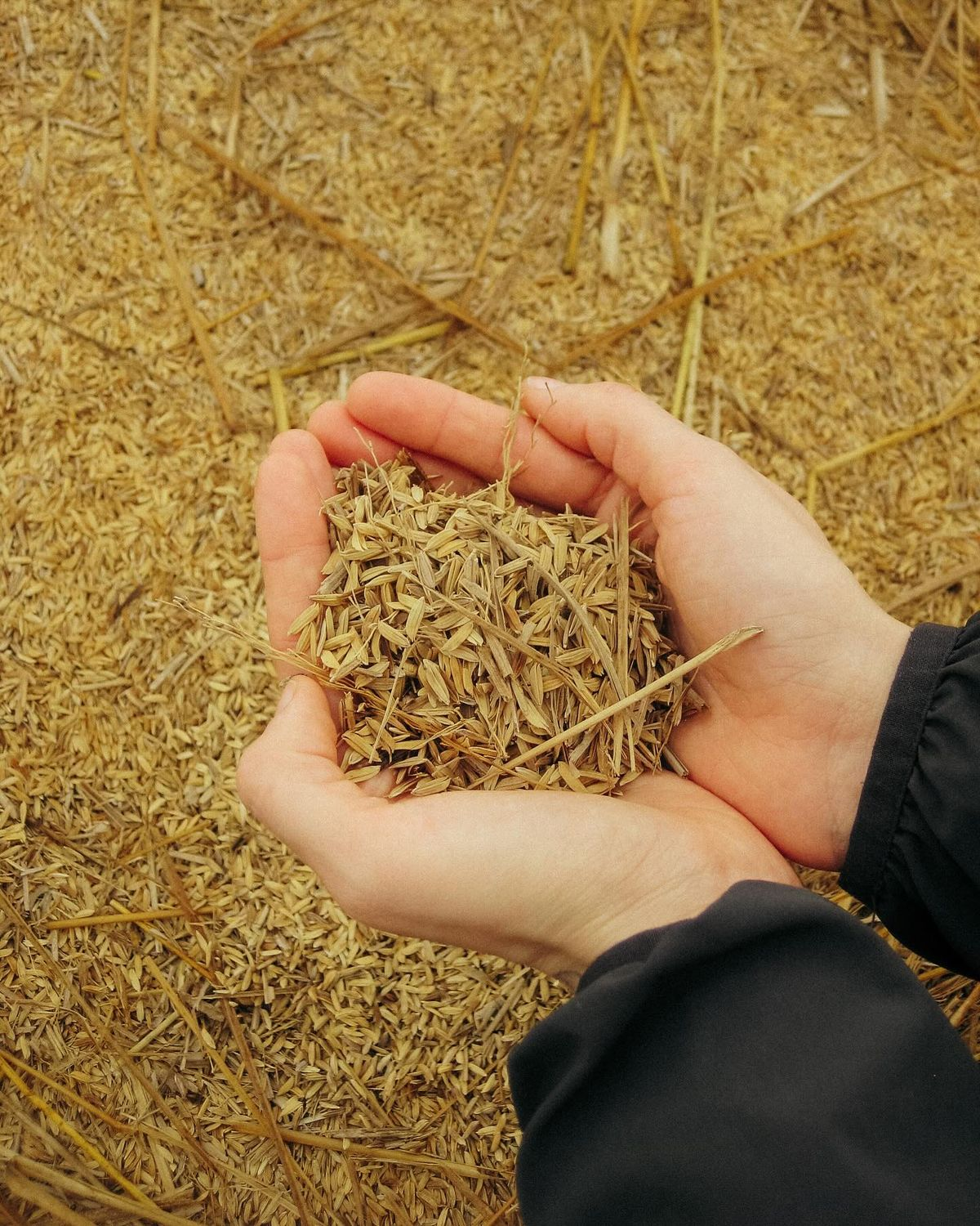 Rice and Coffee Husk