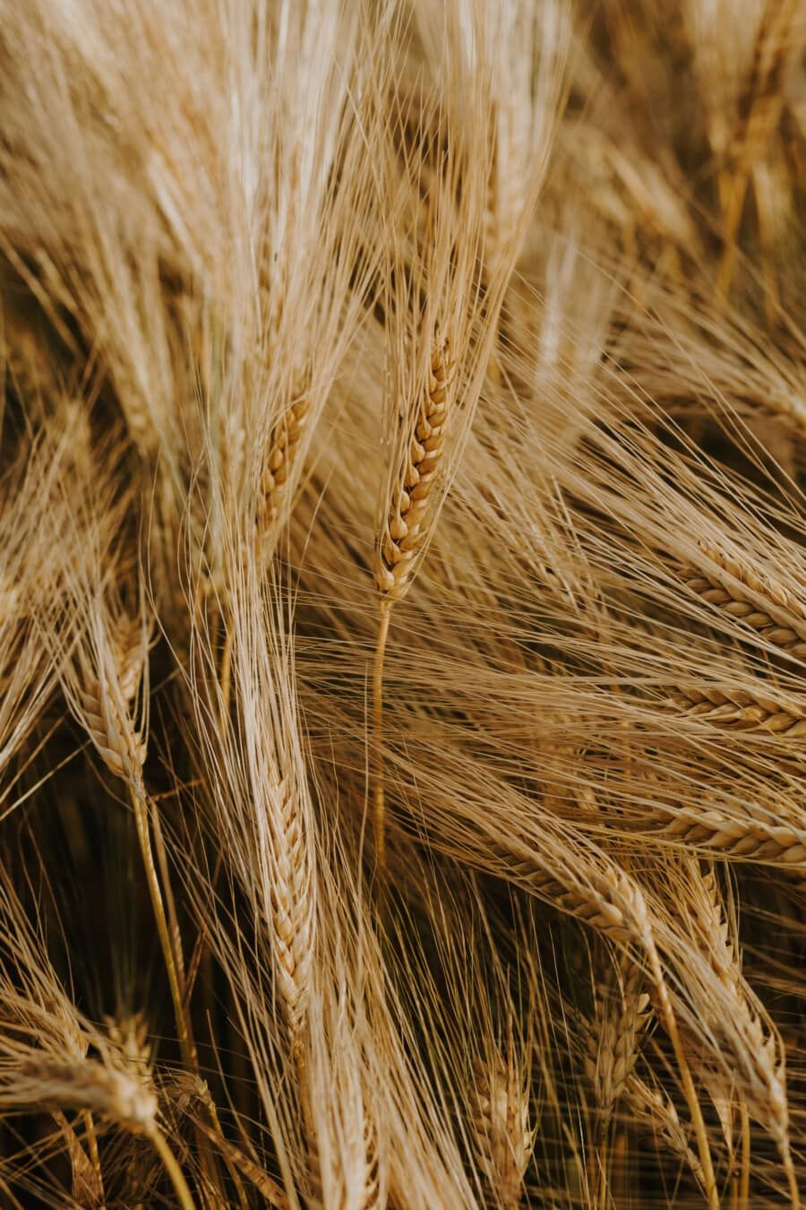 Wheat Straw